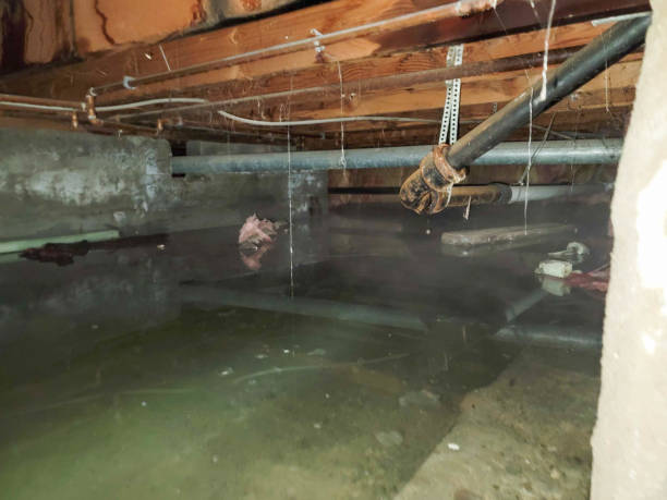 Best Carpet water damage restoration  in Poinciana, FL